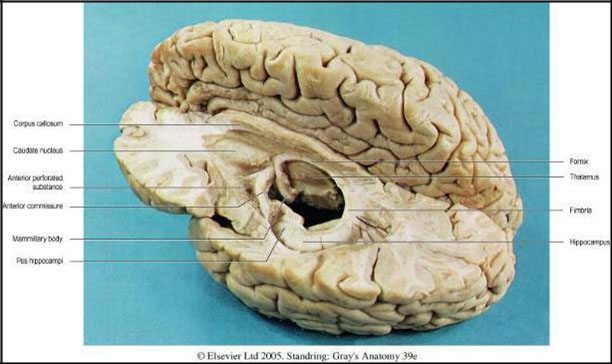 Section A Olfactory And Limbic Systems