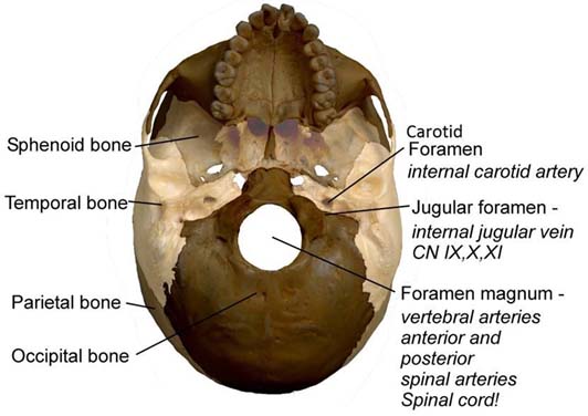 Section 2a Osteology Of The Base Of The Skull