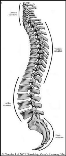 Section 6: The vertebral column and spinal cord